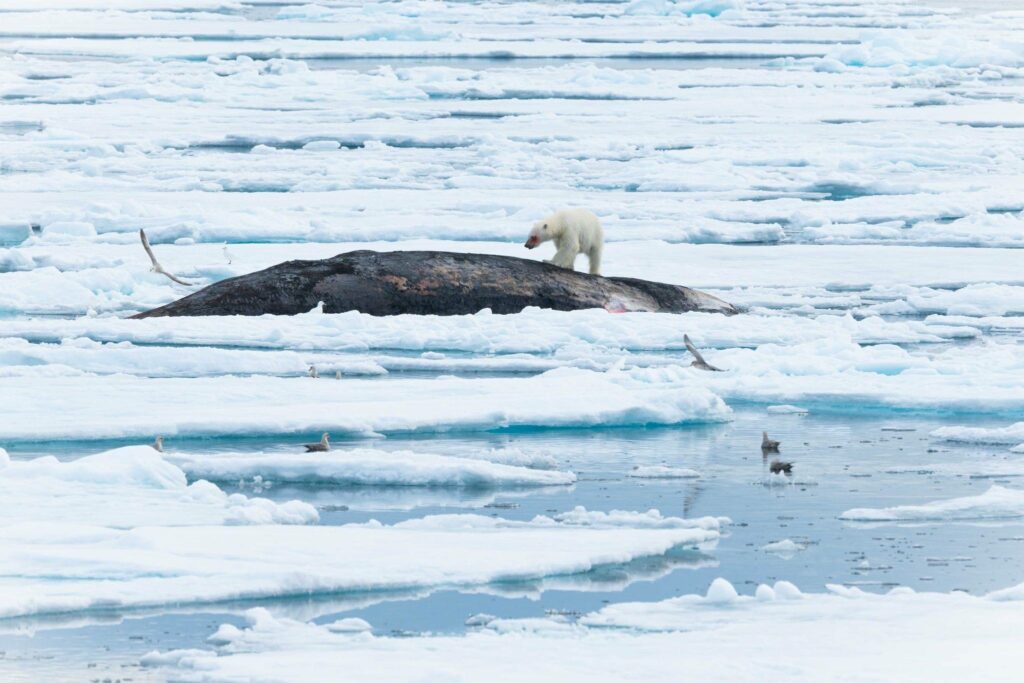 Ours Carcasse Spitzberg