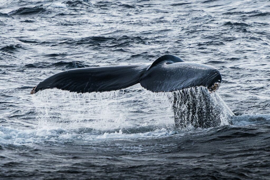 Baleine à bosse