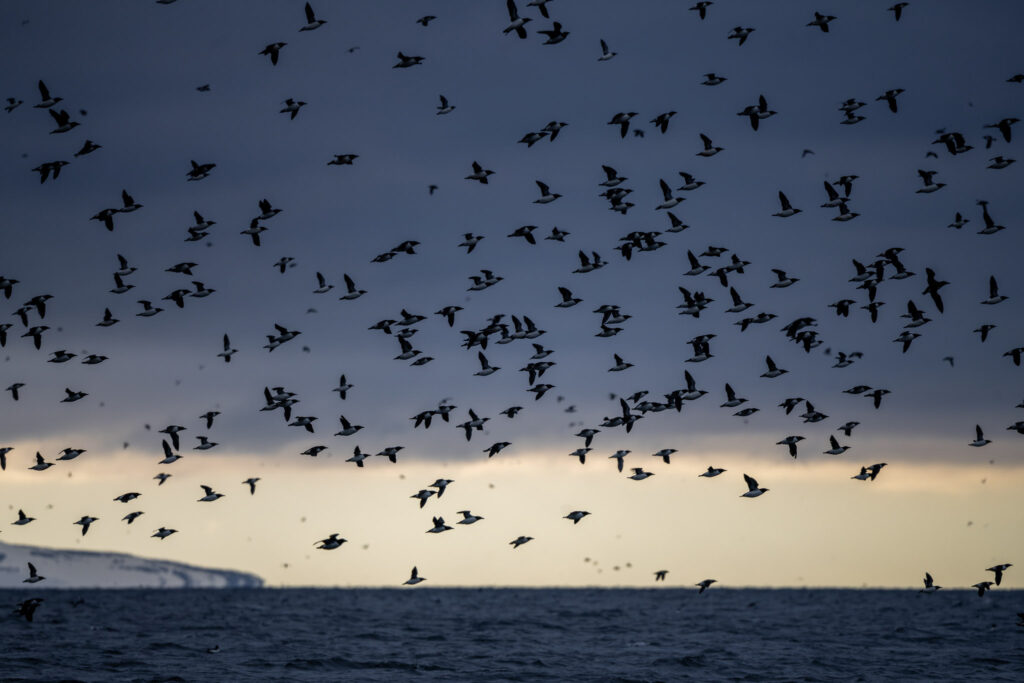 Guillemots de Brunnich Alkefjellet SPitzberg