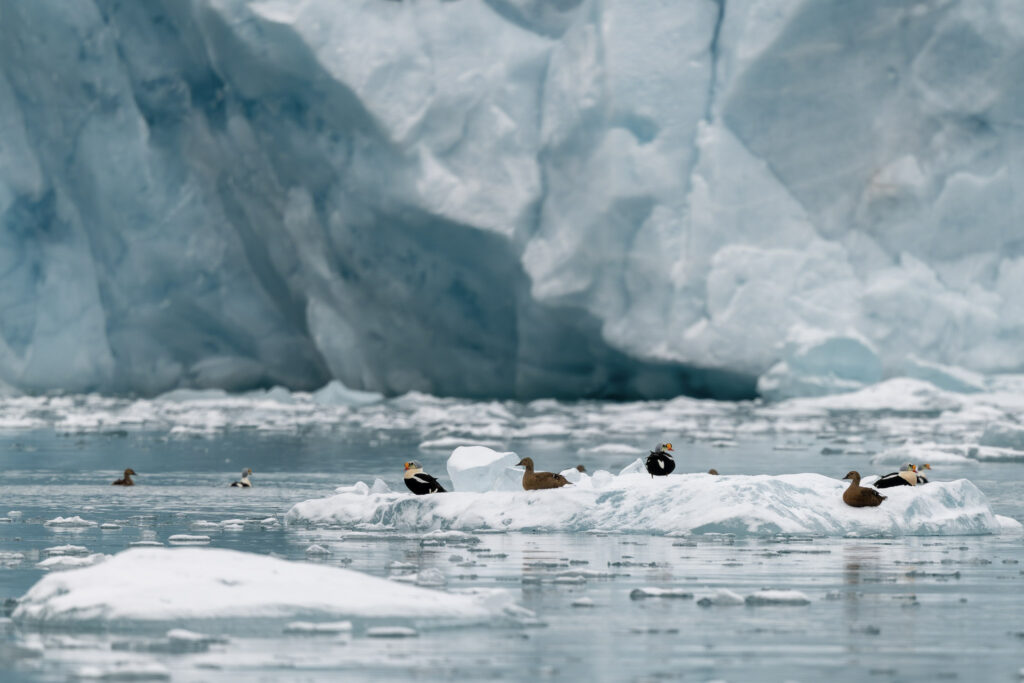 Eiders à duvet Spitzberg