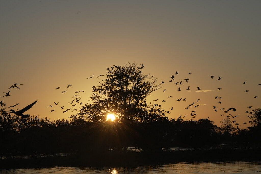 Januaca Amazonie